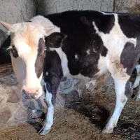 گوساله 2 ساله دامازدخ