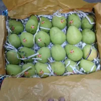 گلابی بیروتی