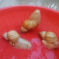 حلزون  واگذاری