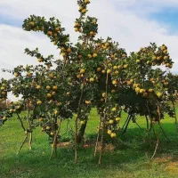 ،نهال|خدمات باغبانی و درختکاری|گرگان, |دیوار