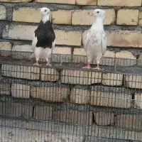 کبوترهای طوقی  معاوظه هم دارم با مرغ