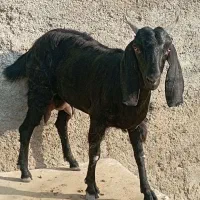بز بنگالی