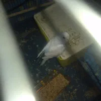 مرغ عشق رنگ خاص