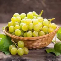 فروش انگور