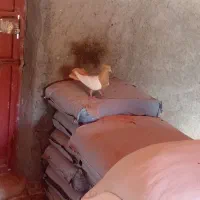 کبوتر سینه ای