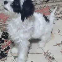 توله سگ شیتزو