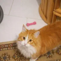 واگذاری گربه نژاد دار