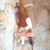 یک جفت کله سرخ دیدنی