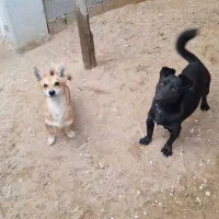 سگ پاکوتاه