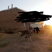 سگ هاسکی