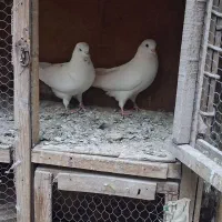 کفتر بدرد بخور
