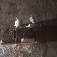 جفت کفتر سار و پلنگ ۵۰۰
