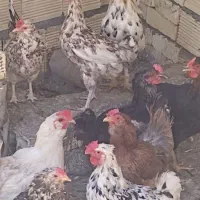 مرغ بومی گلین
