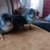 جوجه مرغو‌خروس گلین