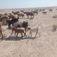 بز افغانی درجه یک با دو کهره