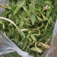 غازیاقی تازه