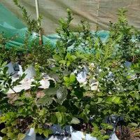 نهال بلوبری یکساله و دو ساله بارده