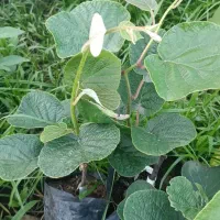 نهال کیوی|گل و گیاه طبیعی|تالش, جوکندان|دیوار