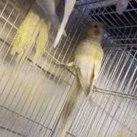 عروس هلندی جفت آلبینو لوتینو جفت لوتینو زعفرانی