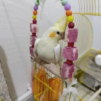 عروس هلندی خیلی زرنگ با تمام وسایل و دون