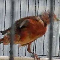قناری جوجه ۵ماهه