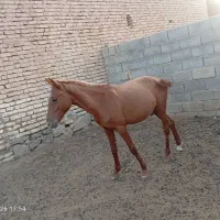 اسب