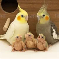 تعدادی عروس هلندی