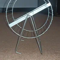 همستر تربیت شده پر انرژی