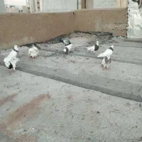 کبوتر طوقی