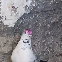 کبوتر
