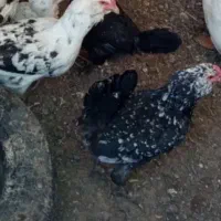 تخم مرغ نطفه دار گلین