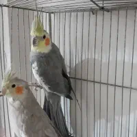 فروش عروس هلندی و مرغ عشق