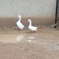 غاز اوکراینی