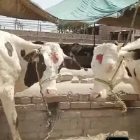 گاو ،گوساله