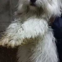 پاکوتاه شیتزو