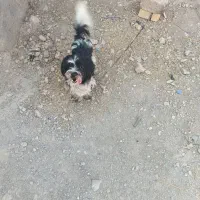 سگ خانگی