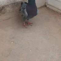 کبوتر پلاکی نر