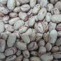 لوبیا چیتی