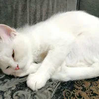 در جستجو گربه