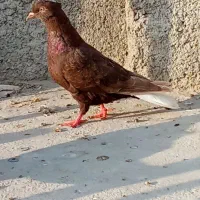 کفتر