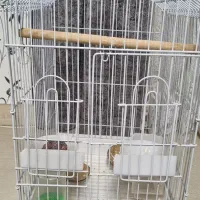 قفس عروس و کوتوله و جفت خون