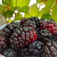 شاه توت درجه یک سردرود