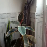 گل طبیعی فیکوس