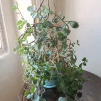 فروش گل