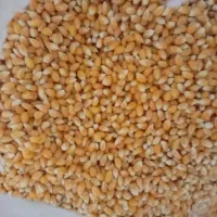 ذرت پاپ کورن آفریقای