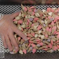 کارگر ساده پاستیل سازی اسکان سرویس غذا بیمه