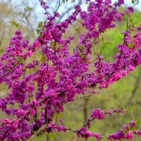 سبد گل|خدمات باغبانی و درختکاری|طالقان, |دیوار