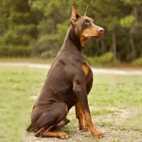 همکار rabies دامپزشکی