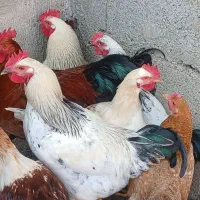 خروس های زیبا