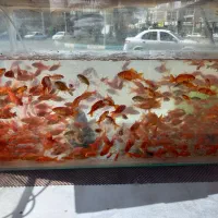 فروش ماهی عید عمده و تک میدان مسکن